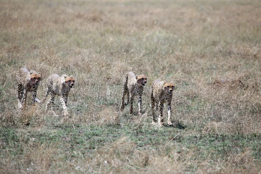 2 Days Tarangire National Park & Hot Spring - Ahsante Tours & Safaris MKOMAZI NP 6