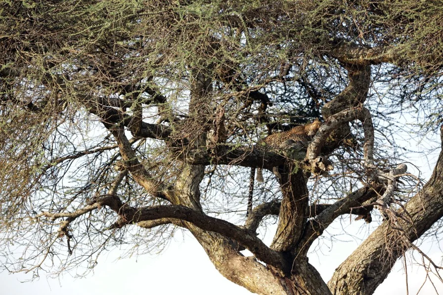 SERENGETI NP 9