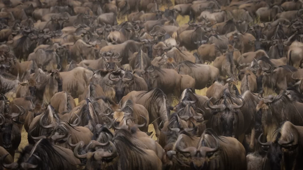 2 Days Tarangire National Park & Hot Spring - Ahsante Tours & Safaris Wildebeest Migration 4 1024x576 1