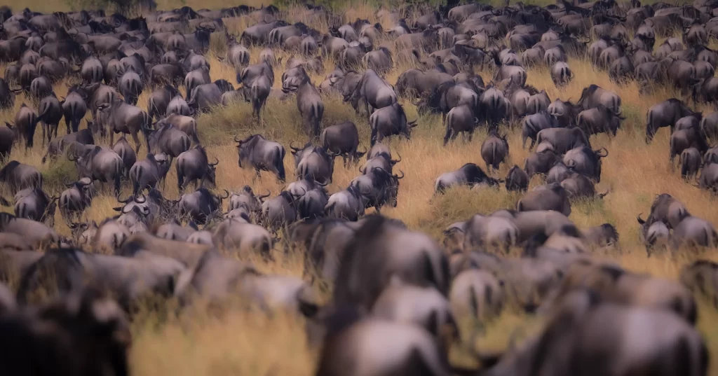 Wildebeest Migration Sere2 1024x537 1