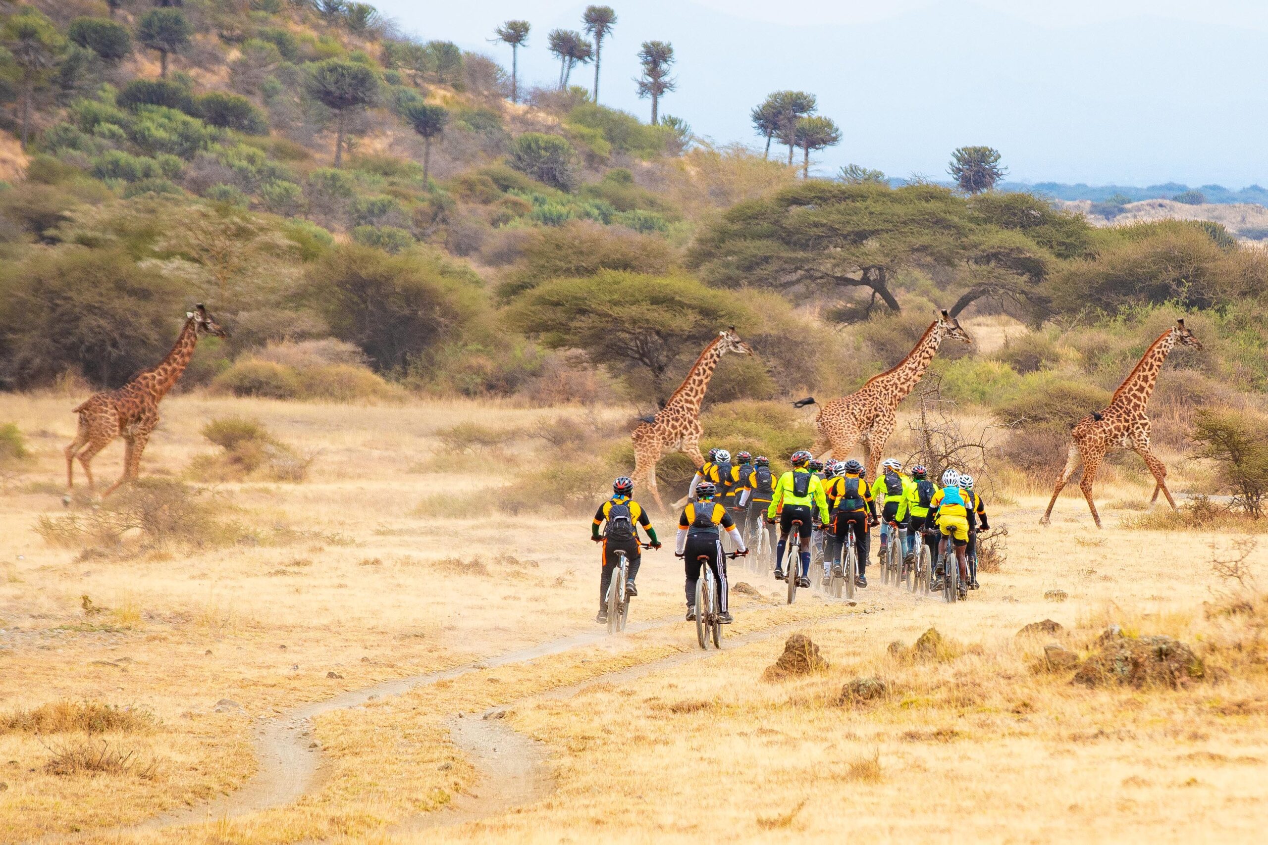 7 Days Kilimanjaro to Ngorongoro Crater Cycling Tour - Ahsante Tours & Safaris DRJ 1262 scaled