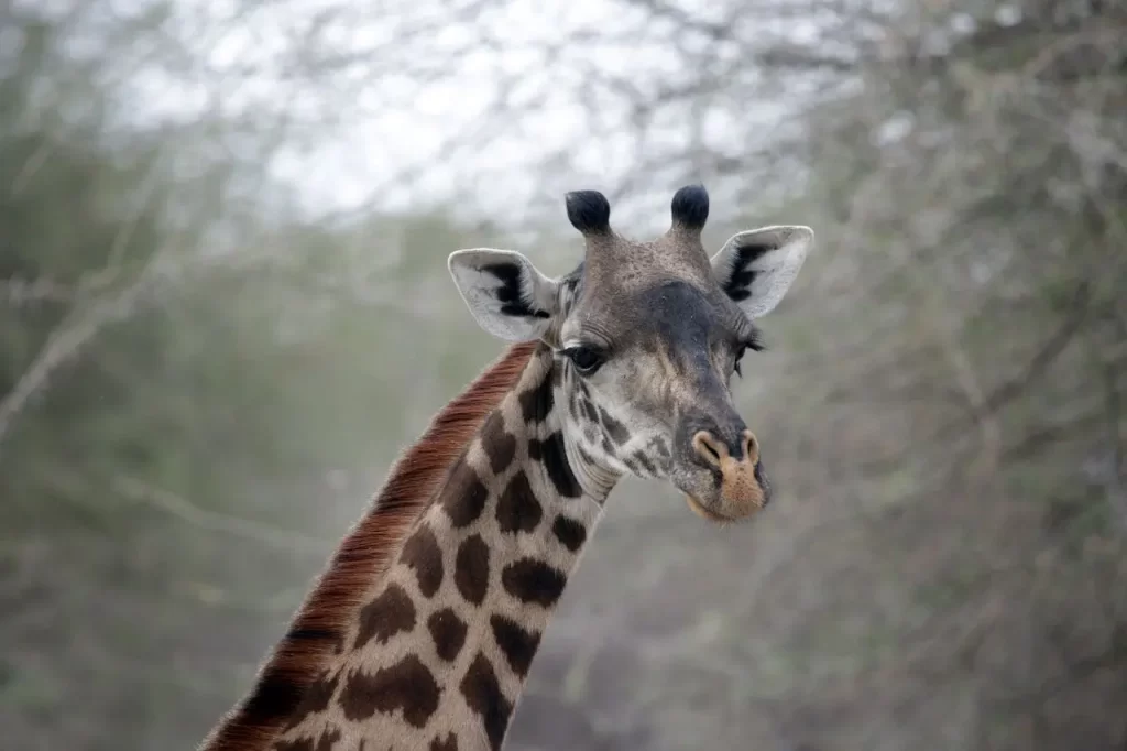 ARUSHA NP 6 1 1024x682 1