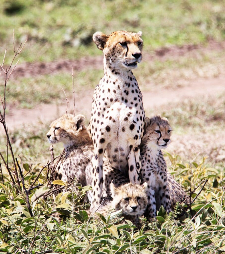 Safari Essentials to Pack: The Ultimate Guide - Ahsante Tours & Safaris C1