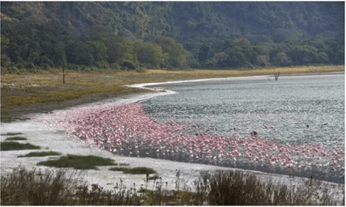DAY 8 Acacia trek to Kamakia Campsite Lake Natron. 1
