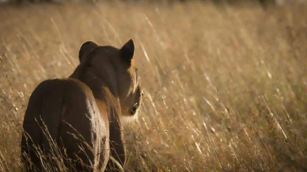 Tarangire National Park Day Trip - Ahsante Tours & Safaris SERENGETI NP 14 1024x576 1