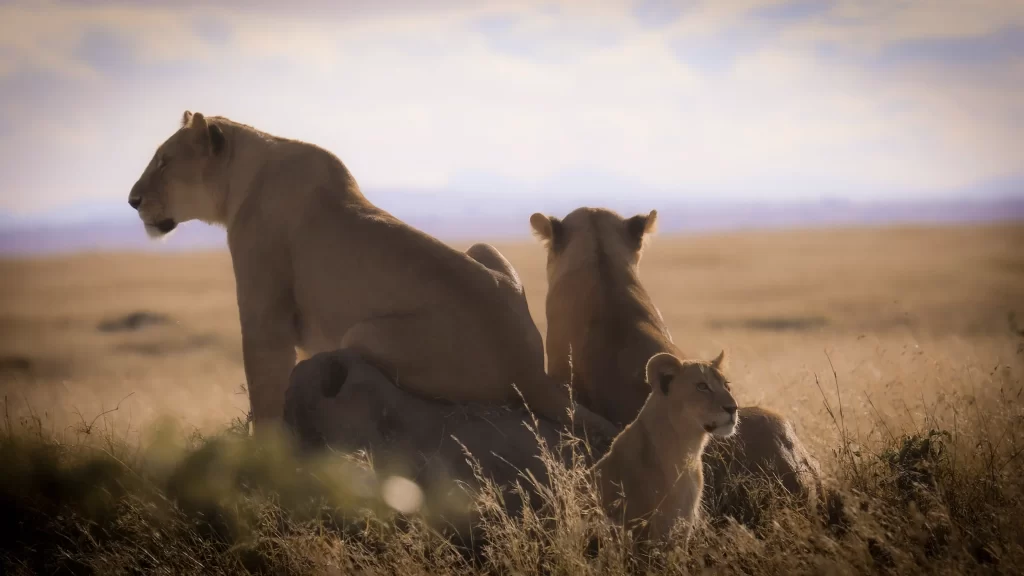 SERENGETI NP 15 1024x576 1