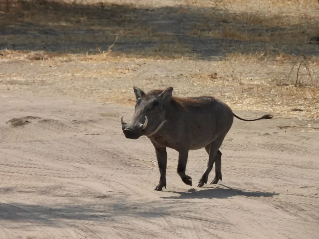 2 Days Tarangire National Park & Hot Spring - Ahsante Tours & Safaris SERENGETI NP 3 1024x768 1