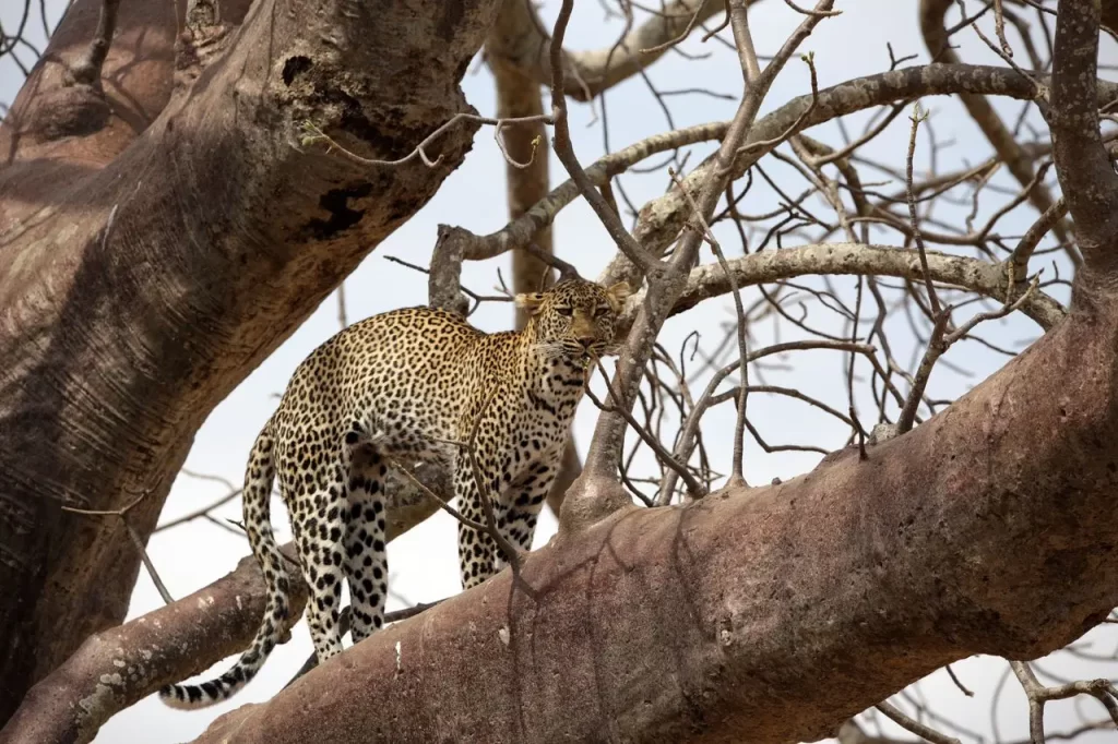 SERENGETI NP 6 1024x682 1