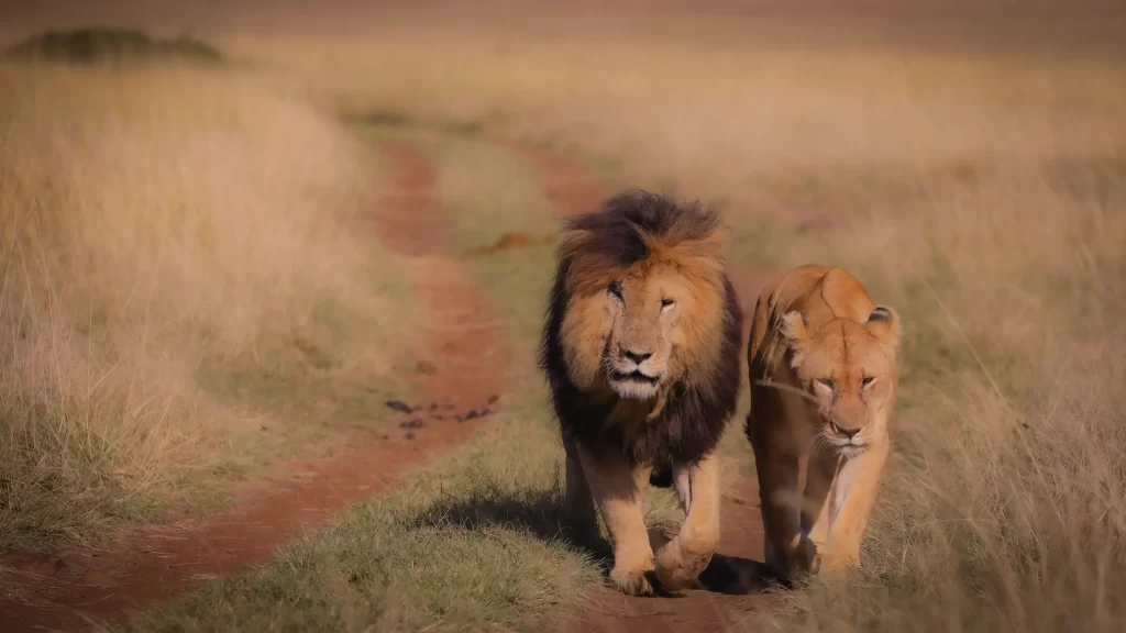 2 Days Tarangire National Park & Hot Spring - Ahsante Tours & Safaris Serengeti NP 14 1 1024x576 1
