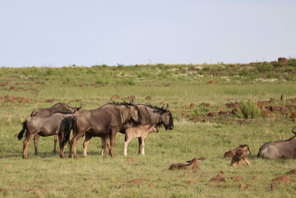 Great Migration Calving Season scaled