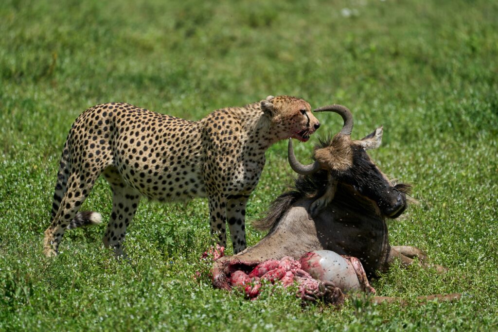 Ngorongoro Conservation Area scaled