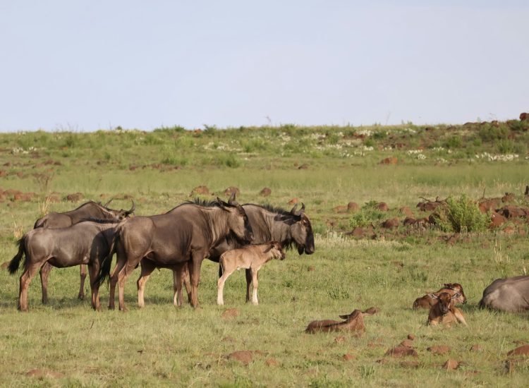 Great Migration Calving Season scaled