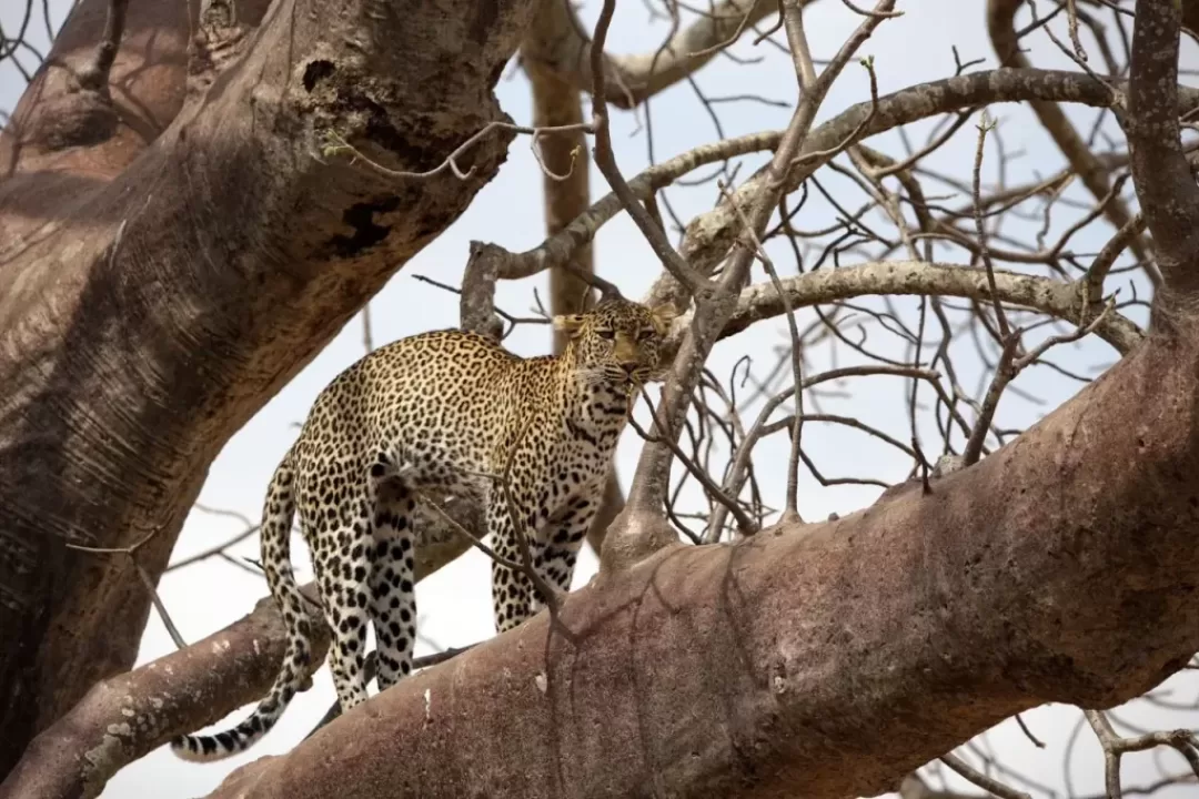 4-Day Great Migration Calving Season & Crater Exploration - Ahsante Tours & Safaris SERENGETI NP 6 1024x682 1