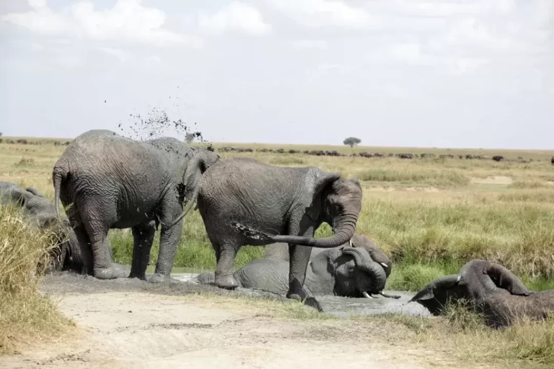 4-Day Great Migration Calving Season & Crater Exploration - Ahsante Tours & Safaris TARANGIRE NP 3 1024x682 1