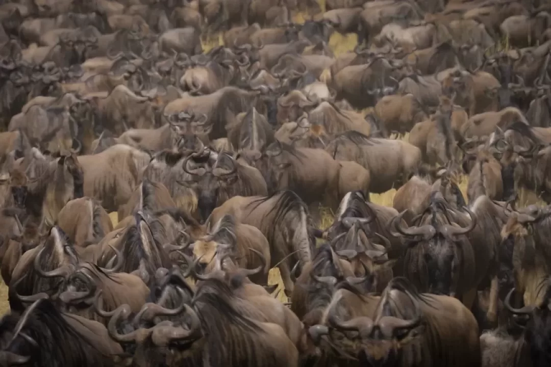 4-Day Great Migration Calving Season & Crater Exploration - Ahsante Tours & Safaris Wildebeest Migration 4 1024x576 1