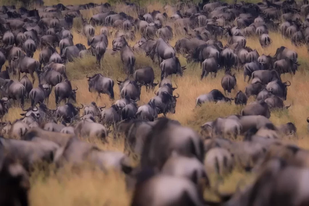 4-Day Great Migration Calving Season & Crater Exploration - Ahsante Tours & Safaris Wildebeest Migration Sere2 1024x537 1